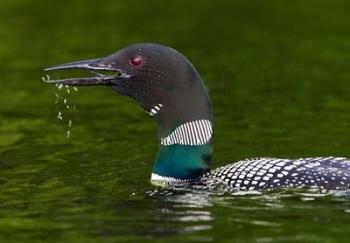 Canada, Quebec, Eastman Common Loon Calling | Obraz na stenu