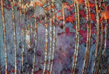 Canada, Quebec, Mount St-Bruno Conservation Park White Birch Root Bark Patterns | Obraz na stenu