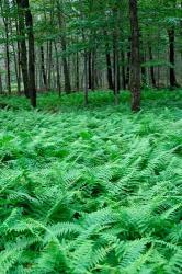 Quebec Maple Tree Forest | Obraz na stenu