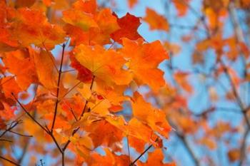 Colorful Maple Leaf Trees | Obraz na stenu