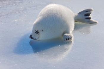 Harp Seal Pup on Ice | Obraz na stenu