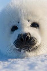 Harp Seal Pup, Canada | Obraz na stenu
