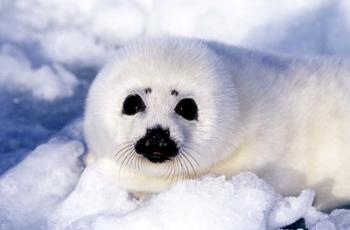 Harp Seal Pup at Gulf of St Lawrence | Obraz na stenu