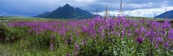 Blooming Fireweed in Ogilvie Mountains | Obraz na stenu