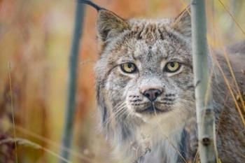 Yukon, Whitehorse, Captive Canada Lynx Portrait | Obraz na stenu