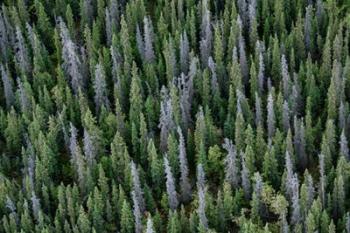Yukon, Kluane National Park Mix Of Living And Dead White Spruce Trees | Obraz na stenu