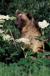 Grizzly Bear in Canada | Obraz na stenu