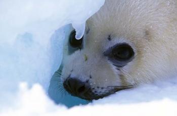 Seal Pup on Gulf of St. Lawrence | Obraz na stenu