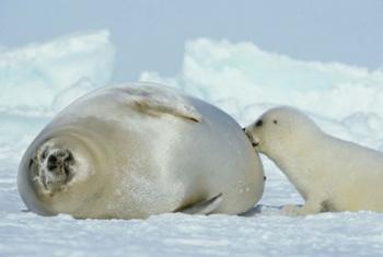 Harp Seal on Magdalen Island | Obraz na stenu