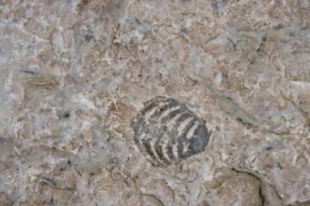 Fossilized Creatures on Akpatok Island | Obraz na stenu