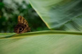 Butterfly on a Leaf | Obraz na stenu