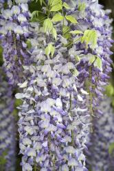 Wisteria In Mirabell Garden 1, Salzburg, Austria | Obraz na stenu