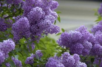 Lilacs In Bloom, Salzburg, Austria | Obraz na stenu