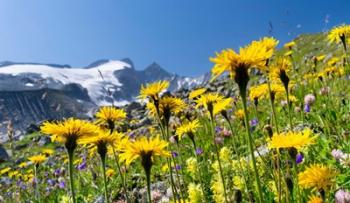 Rough Hawkbit, Zillertal Alps | Obraz na stenu