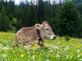 Cattle on Karwendel Mountain Range | Obraz na stenu
