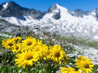 Doronicum Flowers, Nationalpark Hohe Tauern | Obraz na stenu