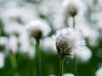 White Cottongrass, Austria | Obraz na stenu