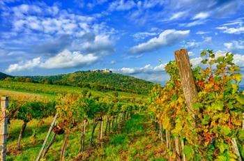 Vienna vineyards, Austria | Obraz na stenu