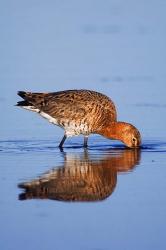 Black-Tailed Godwit Bird | Obraz na stenu