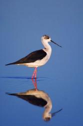 Black-Winged Stilt Bird | Obraz na stenu