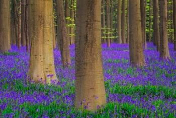 Europe, Belgium Hallerbos Forest With Trees And Bluebells | Obraz na stenu