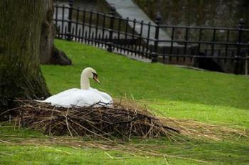 Belgium, Nesting Swans | Obraz na stenu