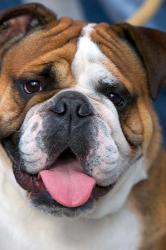 English Bulldog in Belgium | Obraz na stenu