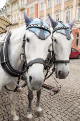 Czech Republic Horses On Cobblestone Karlovy Vary Street | Obraz na stenu
