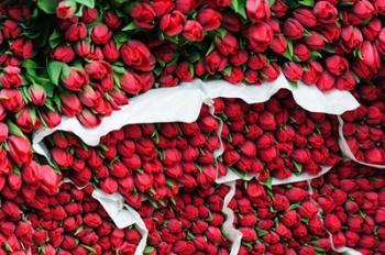 Tulip Street Vendor, Denmark | Obraz na stenu
