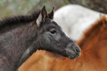 Camargue Horse Foal | Obraz na stenu