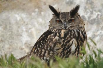 Eagle Owl, France | Obraz na stenu