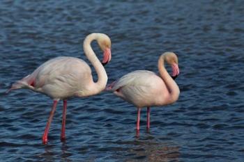 Greater Flamingo bird, Camargue, France | Obraz na stenu