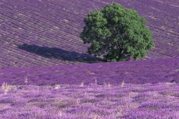 Lavender Fields, France | Obraz na stenu