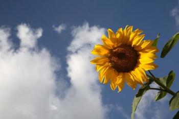 Sunflower field in Loire Valley France | Obraz na stenu