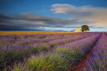 France, Provence, Valensole Plateau Lavender Rows And Farmhouse | Obraz na stenu