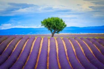 Europe, France, Provence, Valensole Plateau Field Of Lavender And Tree | Obraz na stenu