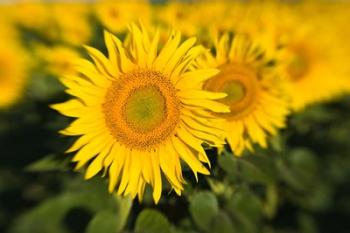 Sunflower Field in France, Provence | Obraz na stenu