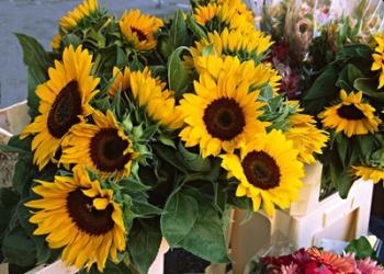 Market Sunflowers, Nice, France | Obraz na stenu