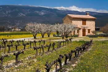 Stone House and Vineyard, Mt Ventoux | Obraz na stenu