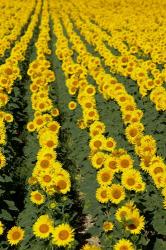 Sunflowers, Provence, France | Obraz na stenu