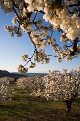 Cherry Blossoms in France | Obraz na stenu