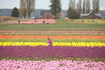 Tulip Farm, Washington | Obraz na stenu