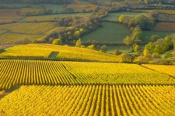 Autumn Morning in Pouilly-Fuiss? Vineyards | Obraz na stenu