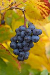 Beaujolais Red Grapes in Autumn | Obraz na stenu