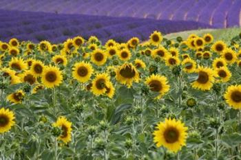 Sunflowers Blooming Near Lavender Fields During Summer | Obraz na stenu