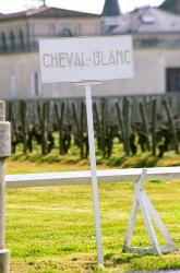 Vineyard and Chateau Cheval Blanc | Obraz na stenu