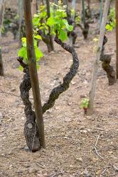 Vineyards in the Cote Rotie District | Obraz na stenu