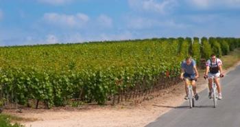 Cyclists in Vineyards of Cote des Blancs | Obraz na stenu