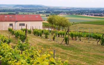 View Over the Mother Vines, Champagne, France | Obraz na stenu