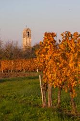 Autumn Colors in the Vineyard | Obraz na stenu